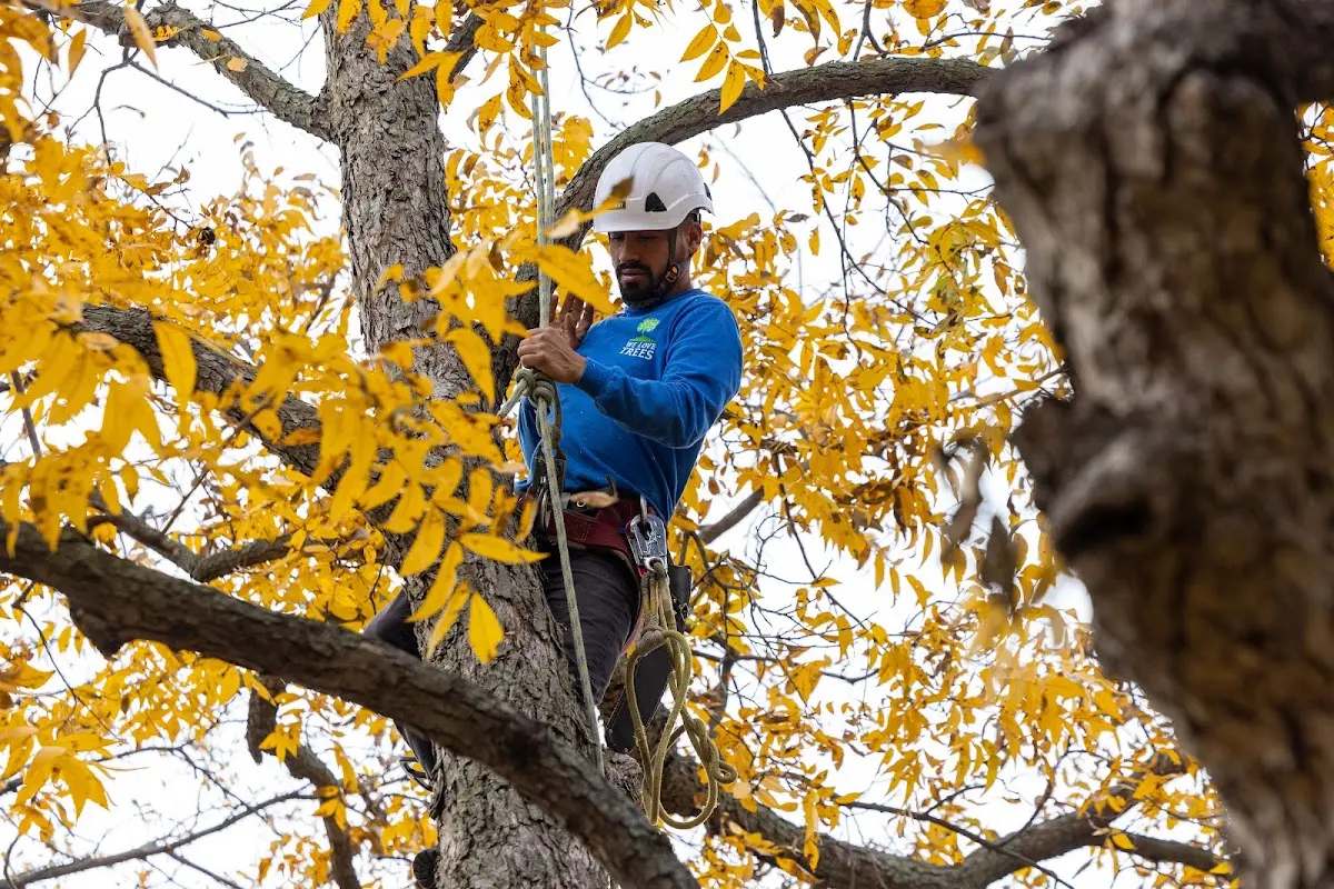Skilled Tree Planing crew working in Loveland