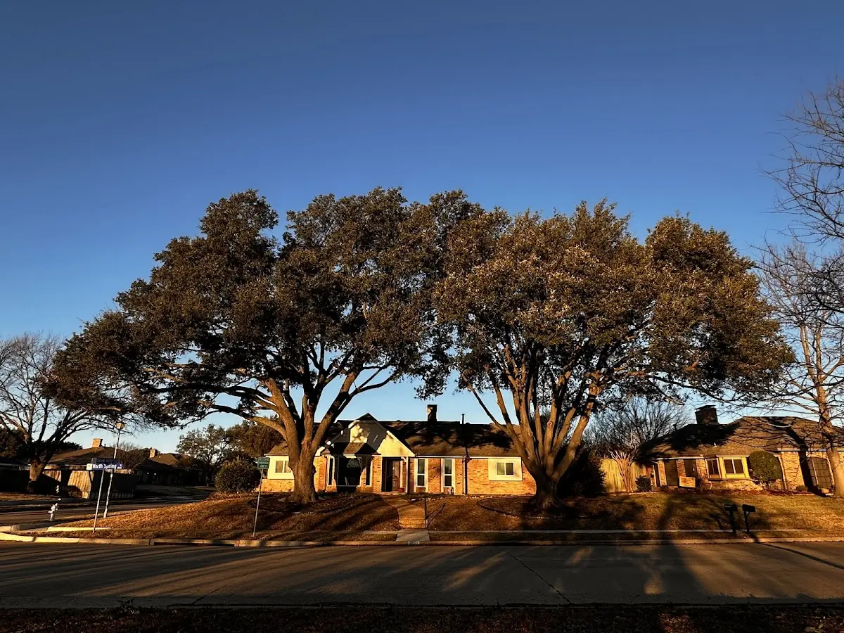 Established residential canopy tree shading a home in Loveland
